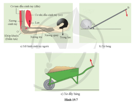 Mỗi hình trong hình 19.7a, b, c tương ứng với loại đòn bẩy nào