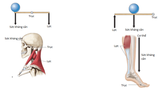 Khi ngửa đầu và kiễng chân dựa vào nguyên tắc đòn bẩy trang 134 KHTN lớp 8