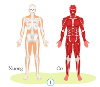 Lý thuyết KHTN 8 Cánh diều Bài 27: Khái quát về cơ thể người