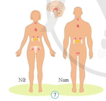 Lý thuyết KHTN 8 Cánh diều Bài 27: Khái quát về cơ thể người