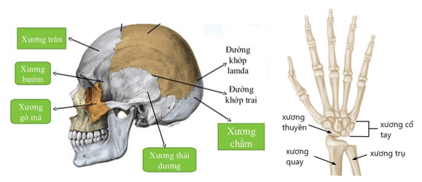 Lý thuyết KHTN 8 Cánh diều Bài 28: Hệ vận động ở người