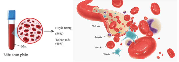 Lý thuyết KHTN 8 Cánh diều Bài 30: Máu và hệ tuần hoàn ở người