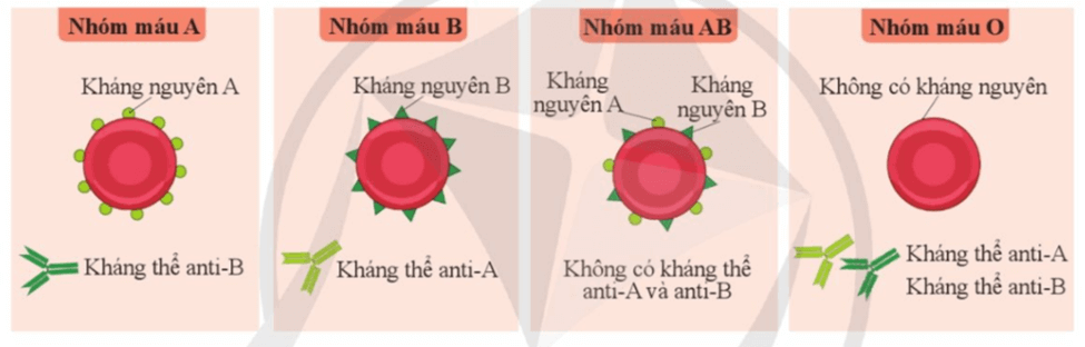 Lý thuyết KHTN 8 Cánh diều Bài 30: Máu và hệ tuần hoàn ở người