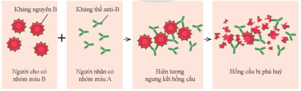 Lý thuyết KHTN 8 Cánh diều Bài 30: Máu và hệ tuần hoàn ở người