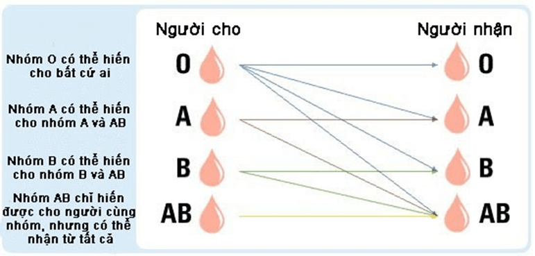 Lý thuyết KHTN 8 Cánh diều Bài 30: Máu và hệ tuần hoàn ở người