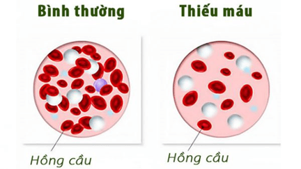 Lý thuyết KHTN 8 Cánh diều Bài 30: Máu và hệ tuần hoàn ở người