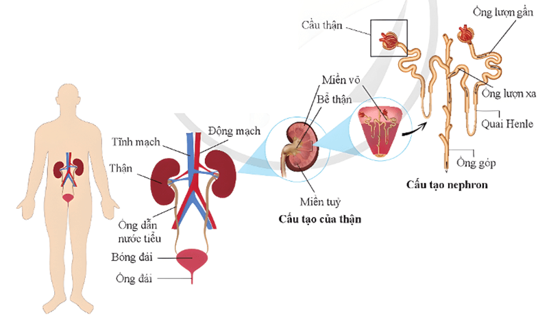 Lý thuyết KHTN 8 Cánh diều Bài 33: Môi trường trong cơ thể và hệ bài tiết ở người