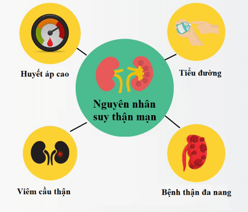 Lý thuyết KHTN 8 Cánh diều Bài 33: Môi trường trong cơ thể và hệ bài tiết ở người