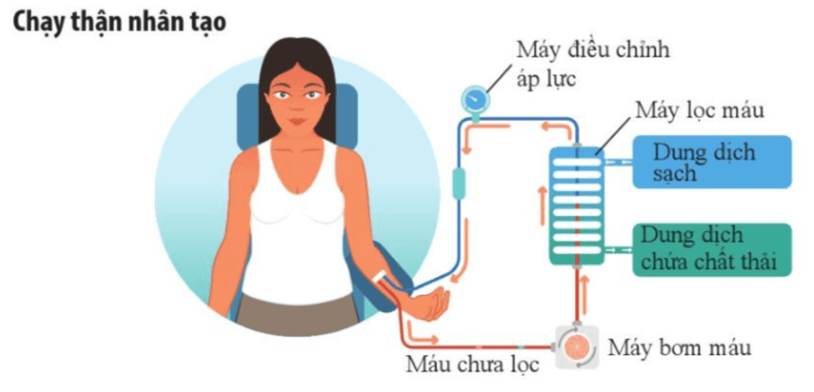 Lý thuyết KHTN 8 Cánh diều Bài 33: Môi trường trong cơ thể và hệ bài tiết ở người