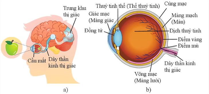 Lý thuyết KHTN 8 Cánh diều Bài 34: Hệ thần kinh và các giác quan ở người