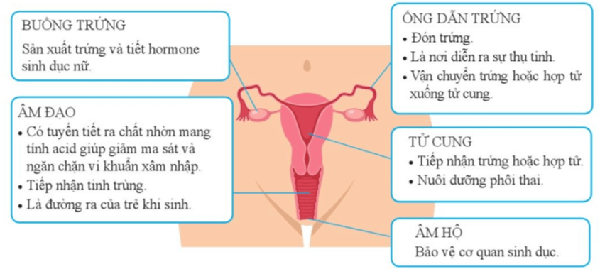 Lý thuyết KHTN 8 Cánh diều Bài 37: Sinh sản ở người