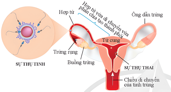 Lý thuyết KHTN 8 Cánh diều Bài 37: Sinh sản ở người