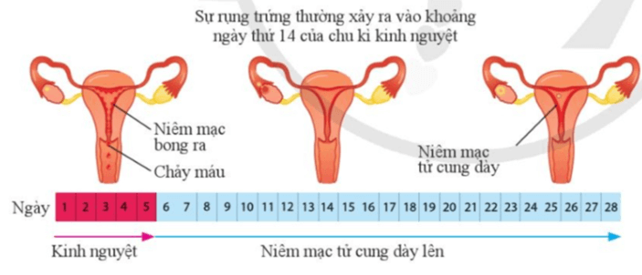 Lý thuyết KHTN 8 Cánh diều Bài 37: Sinh sản ở người