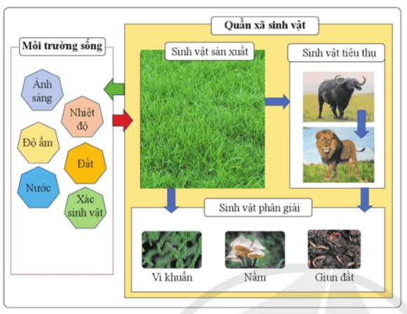 Lý thuyết KHTN 8 Cánh diều Bài 41: Hệ sinh thái