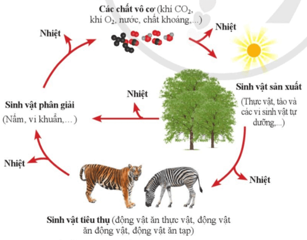 Lý thuyết KHTN 8 Cánh diều Bài 41: Hệ sinh thái