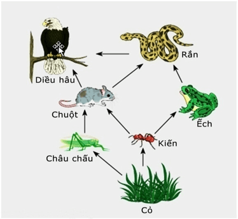 Lý thuyết KHTN 8 Cánh diều Bài 42: Cân bằng tự nhiên và bảo vệ môi trường