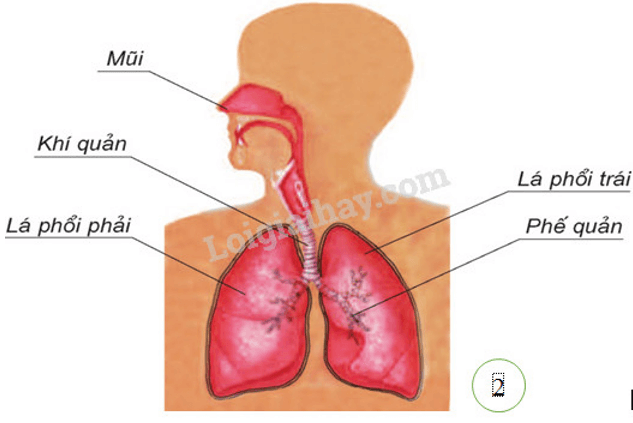 Trắc nghiệm KHTN 8 Cánh diều Bài 27 (có đáp án): Khái quát về cơ thể người | Khoa học tự nhiên 8 