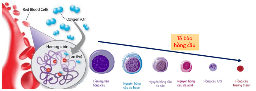 Trắc nghiệm KHTN 8 Cánh diều Bài 30 (có đáp án): Máu và hệ tuần hoàn ở người | Khoa học tự nhiên 8 