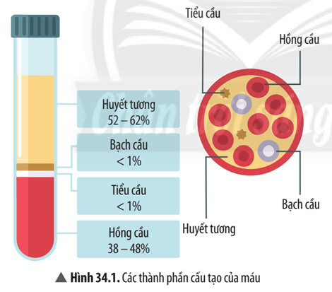 Quan sát Hình 34.1 và đọc thông tin trong Bảng 34.1, thực hiện các yêu cầu sau