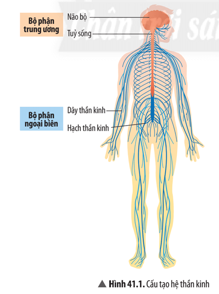 Quan sát Hình 41.1, hoàn thành sơ đồ mô tả các bộ phận của hệ thần kinh sau