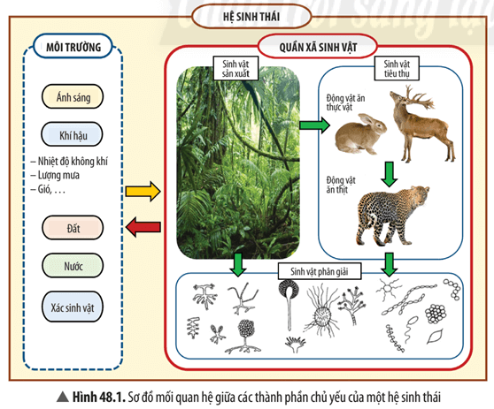 Dựa vào Hình 48.1, hãy: a) Cho biết cấu trúc của một hệ sinh thái gồm