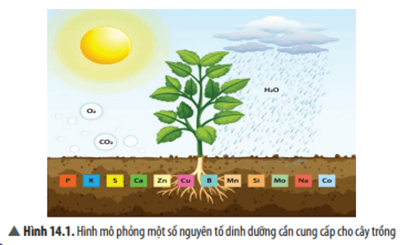 Hãy liệt kê các nguyên tố dinh dưỡng đa lượng, trung lượng, vi lượng có ở Hình 14.1