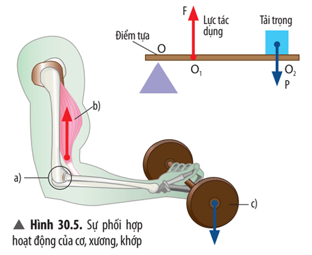 Dựa vào kiến thức Bài 20, hãy xác định vị trí điểm tựa, lực tác dụng