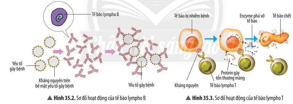 Đọc thông tin, quan sát Hình 35.1 – 35.3, hãy trình bày cơ chế miễn dịch