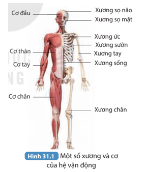 Quan sát Hình 31.1, phân loại các xương vào ba phần của bộ xương