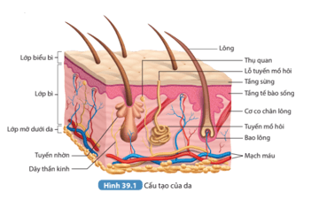 Quan sát Hình 39.1 em hãy xác định các thành phần của lớp biểu bì lớp bì