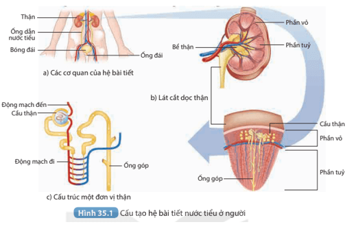 Đọc đoạn thông tin trên kết hợp với quan sát Hình 35.1 kể tên các cơ quan 