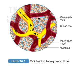 Quan sát Hình 36.1 mô tả các thành phần môi trường trong của cơ thể</h1>