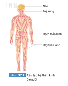 Đọc thông tin trên kết hợp quan sát Hình 37.1 trình bày cấu tạo và chức năng của hệ thần kinh