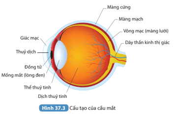 Đọc thông tin trên và quan sát Hình 37.3 kể tên các bộ phận của mắt