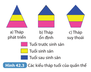 Quan sát Hình 42.3 hãy nhận xét mối tương quan về số lượng cá thể của nhóm tuổi