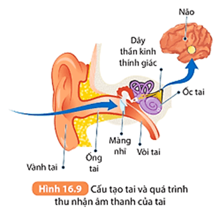 Lý thuyết KHTN 8 Kết nối tri thức Bài 16: Áp suất chất lỏng. Áp suất khí quyển