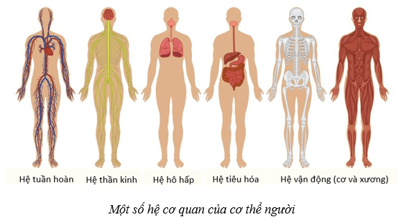 Lý thuyết KHTN 8 Kết nối tri thức Bài 30: Khái quát về cơ thể người 