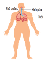 Lý thuyết KHTN 8 Kết nối tri thức Bài 30: Khái quát về cơ thể người 