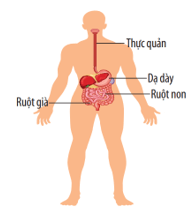 Lý thuyết KHTN 8 Kết nối tri thức Bài 30: Khái quát về cơ thể người 