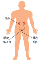 Lý thuyết KHTN 8 Kết nối tri thức Bài 30: Khái quát về cơ thể người 