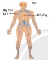 Lý thuyết KHTN 8 Kết nối tri thức Bài 30: Khái quát về cơ thể người 