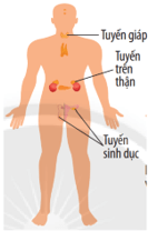 Lý thuyết KHTN 8 Kết nối tri thức Bài 30: Khái quát về cơ thể người 