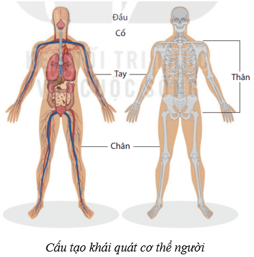 Lý thuyết KHTN 8 Kết nối tri thức Bài 30: Khái quát về cơ thể người 