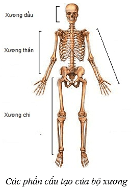 Lý thuyết KHTN 8 Kết nối tri thức Bài 31: Hệ vận động ở người 