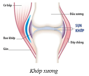 Lý thuyết KHTN 8 Kết nối tri thức Bài 31: Hệ vận động ở người 