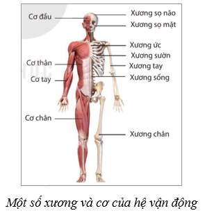 Lý thuyết KHTN 8 Kết nối tri thức Bài 31: Hệ vận động ở người 