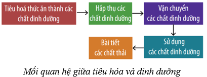 Lý thuyết KHTN 8 Kết nối tri thức Bài 32: Dinh dưỡng và tiêu hóa ở người 