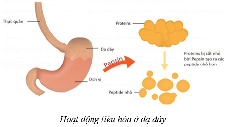 Lý thuyết KHTN 8 Kết nối tri thức Bài 32: Dinh dưỡng và tiêu hóa ở người 