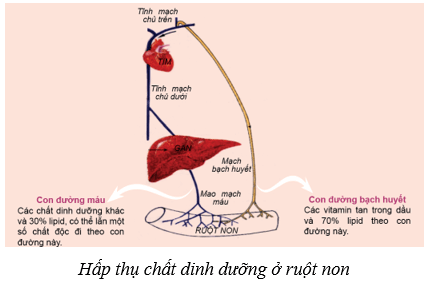 Lý thuyết KHTN 8 Kết nối tri thức Bài 32: Dinh dưỡng và tiêu hóa ở người 