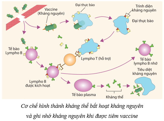 Lý thuyết KHTN 8 Kết nối tri thức Bài 33: Máu và hệ tuần hoàn của cơ thể người 